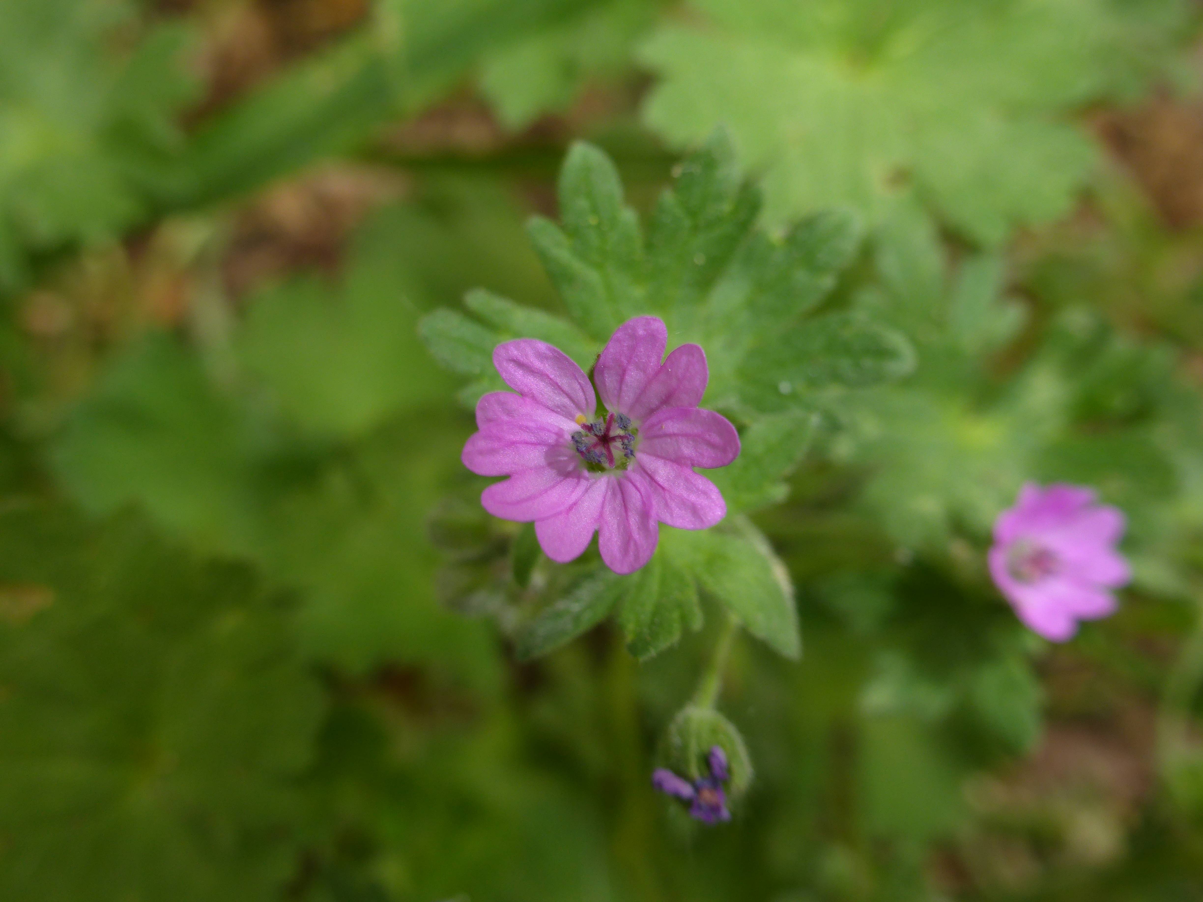 Annexe P1080836bis.jpg