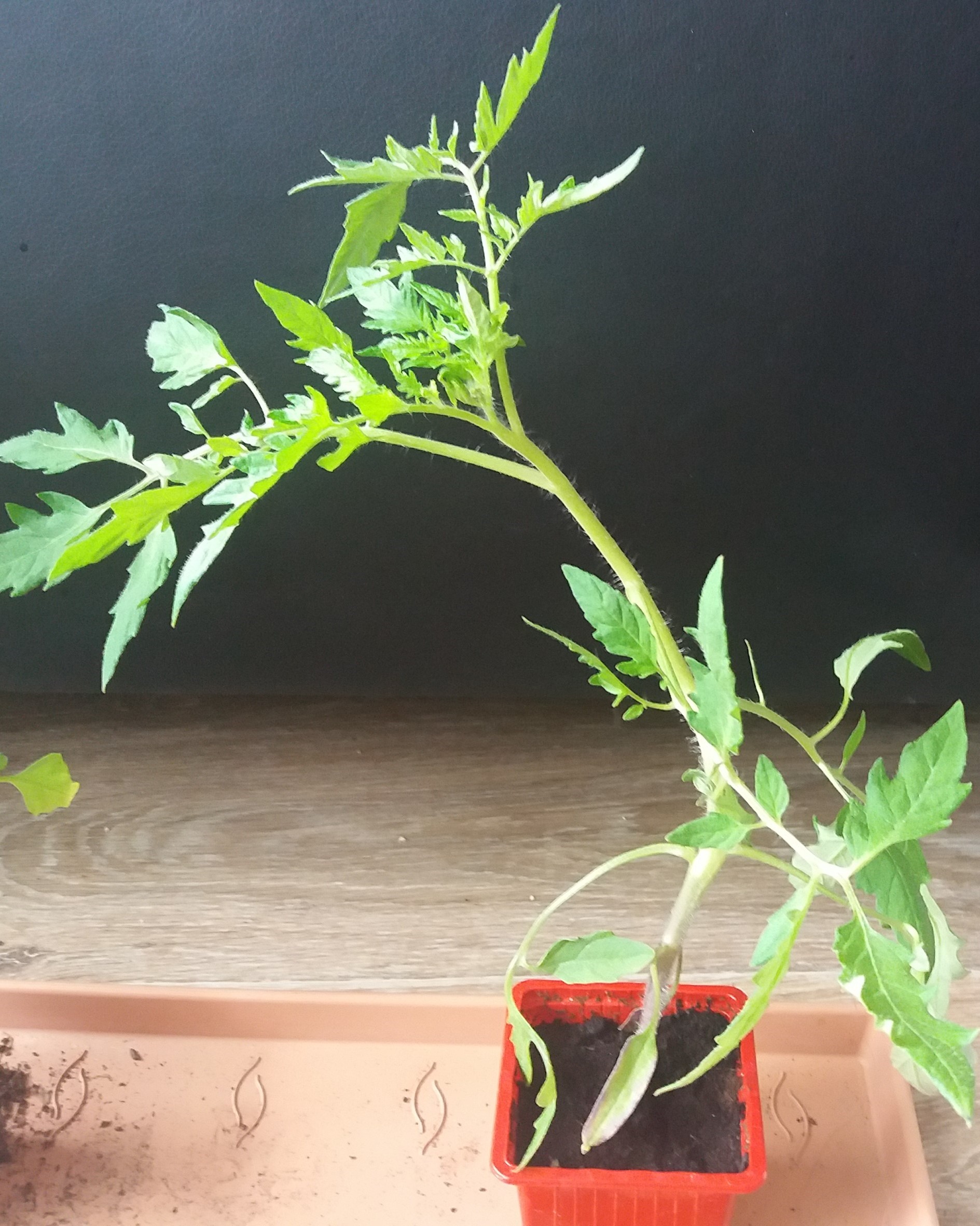 Annexe 20200406_131102 (3).jpg