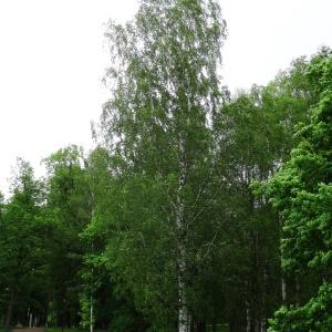 Annexe Vue ensemble Betula Pendula.jpg