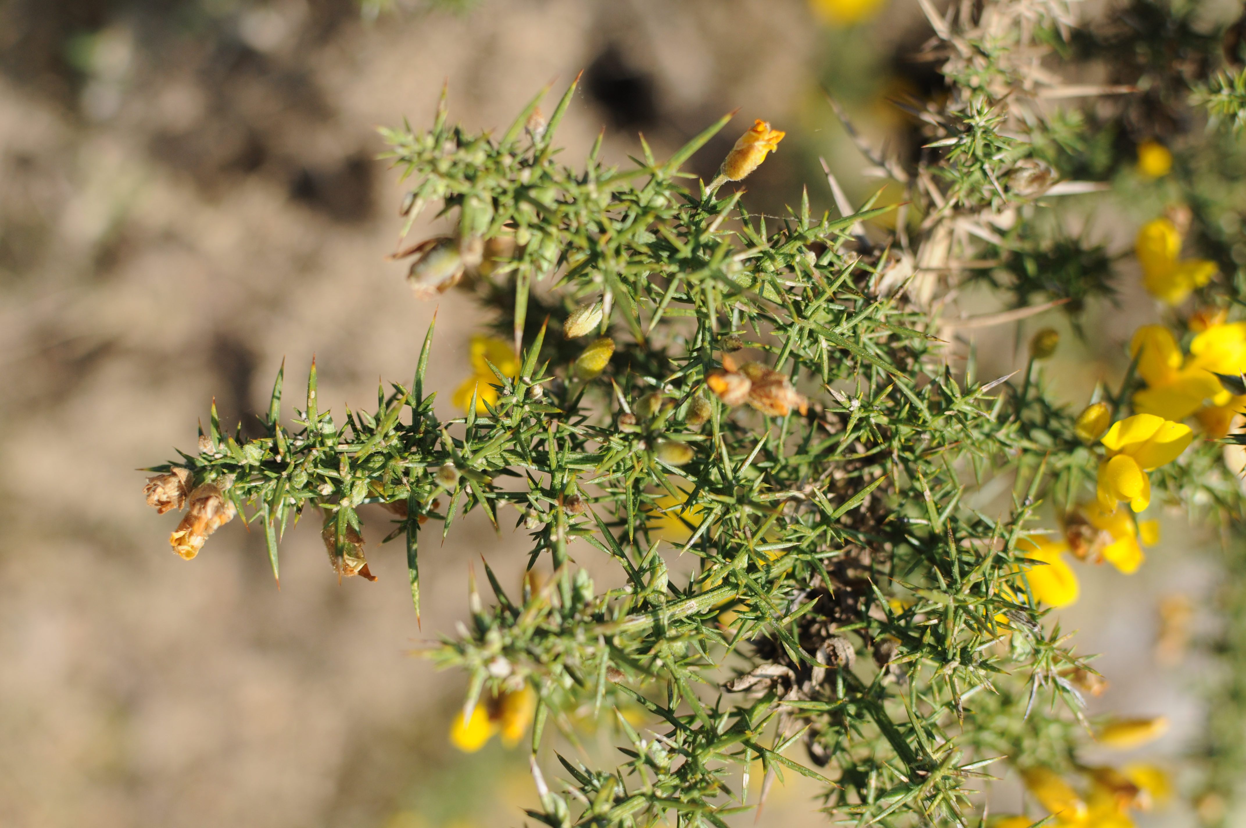 Annexe Tiges, remplies dépines, nouvelles et anciennes.jpg