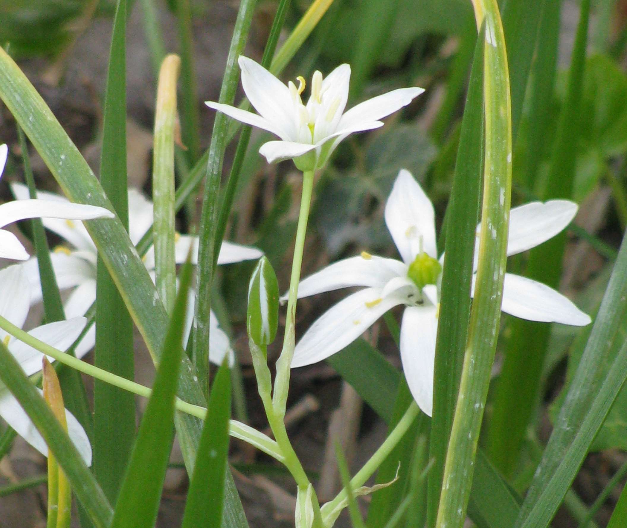 Annexe Ornithogale en ombelle 1.jpg