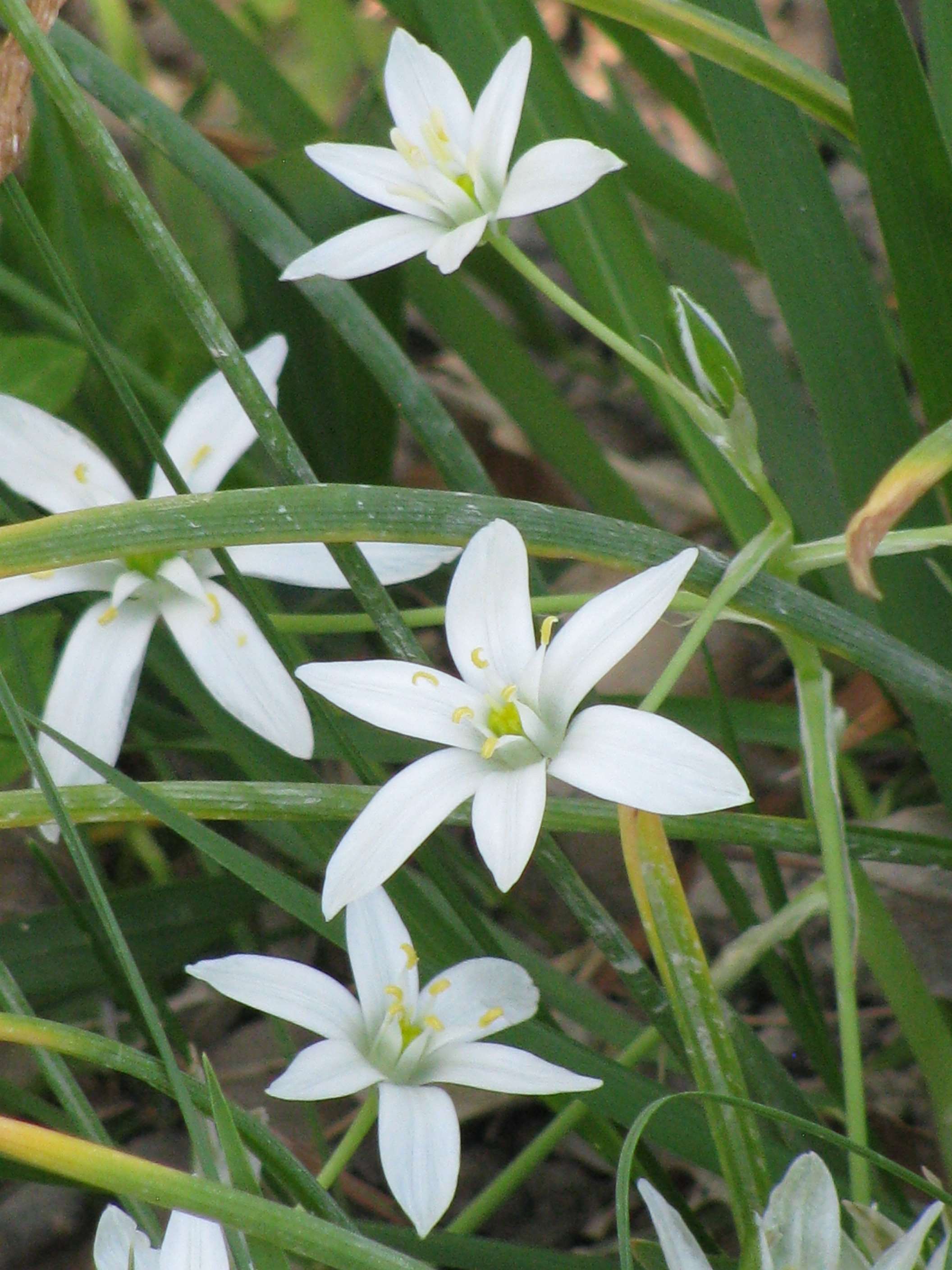 Annexe Ornithogale en ombelle 2.jpg