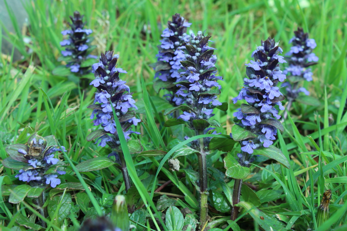 Annexe Ajuga reptans 2 IMG_4014.JPG