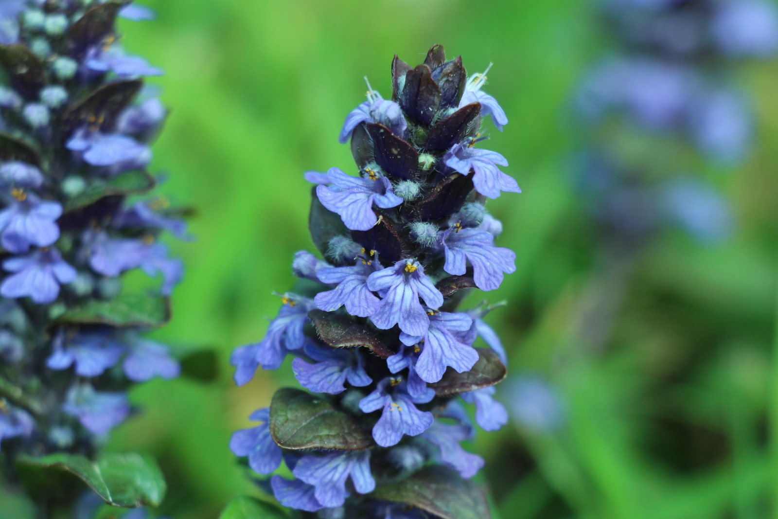 Annexe Ajuga reptans 3 IMG_4015red.JPG