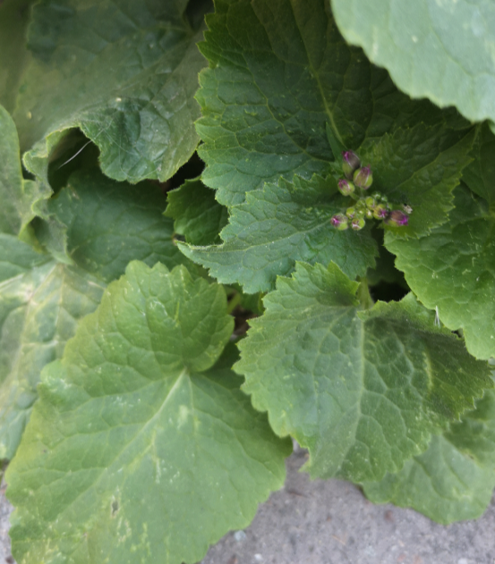 Annexe Fleur 1 (2).png