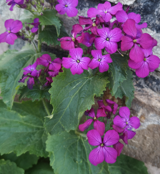 Annexe Fleur 3 (2).png