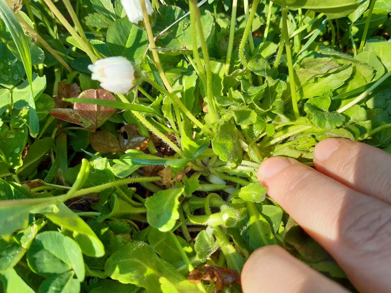 Annexe Photo_PF_3.jpg