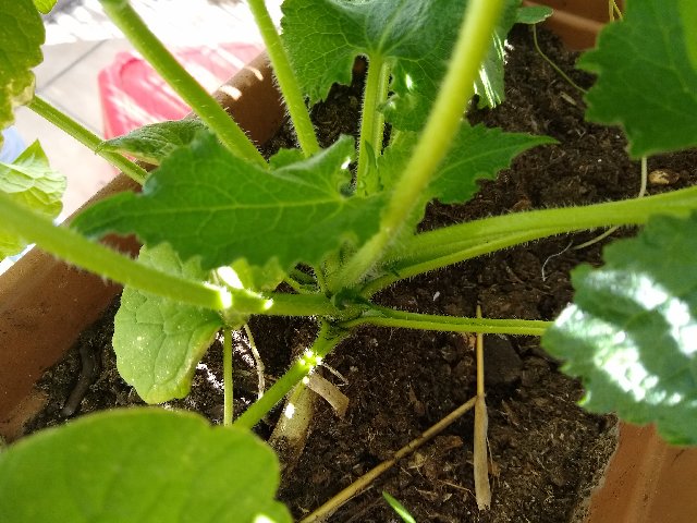 Annexe IMG_20200414_110134520.jpg