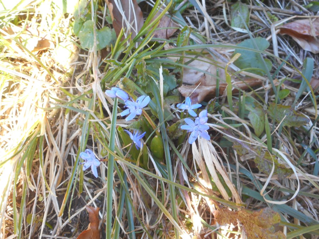 Annexe Scille à 2 feuilles (Scilla bifolia) Saint Pierre de Charteuse 8 mars 2020 (2).jpg
