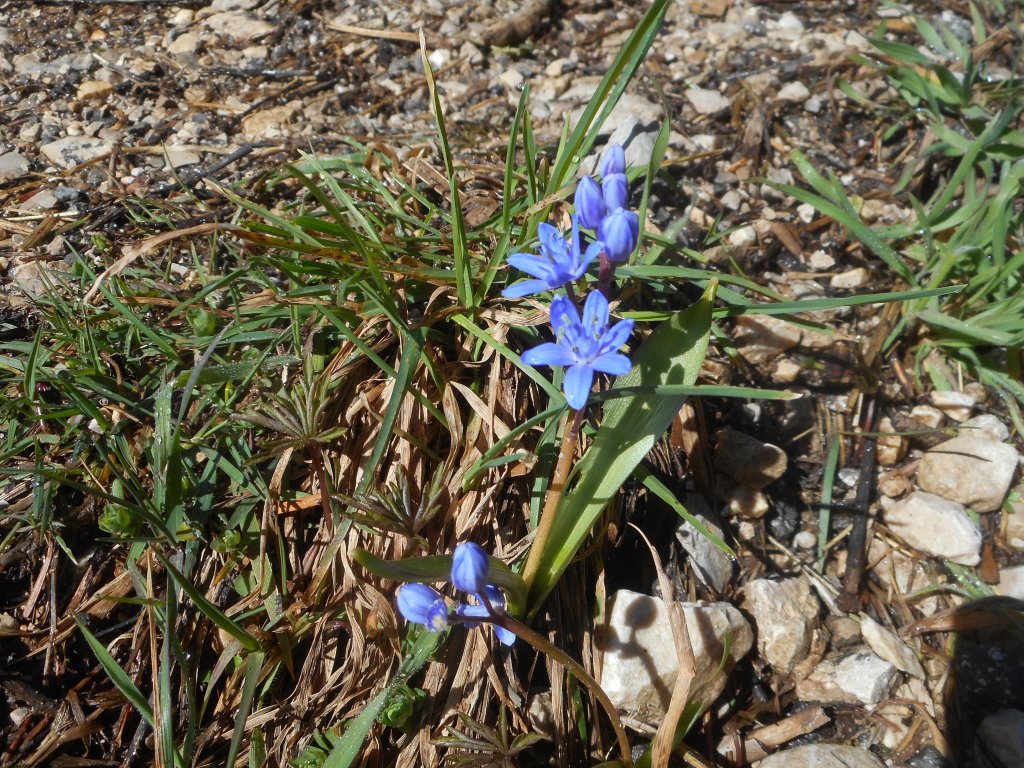 Annexe Scille à 2 feuilles (Scilla bifolia) saint Pierre de Charteuse 8 mars 2020 - Copie.jpg