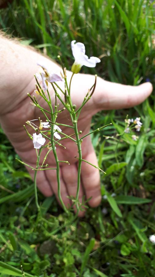 Annexe plante entière.JPEG