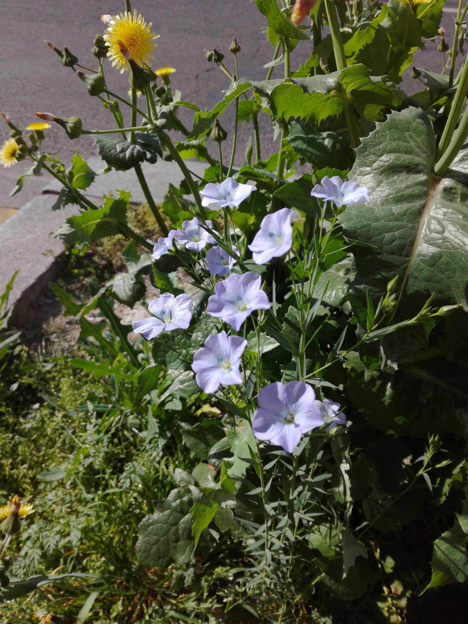 Annexe IMG_20200411_102823.jpg