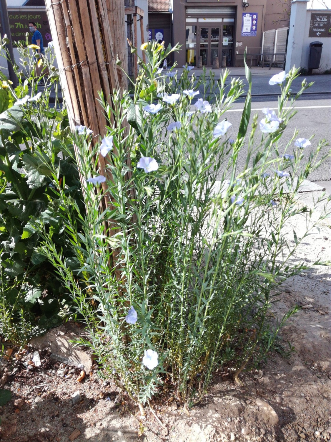 Annexe IMG_20200411_102830.jpg