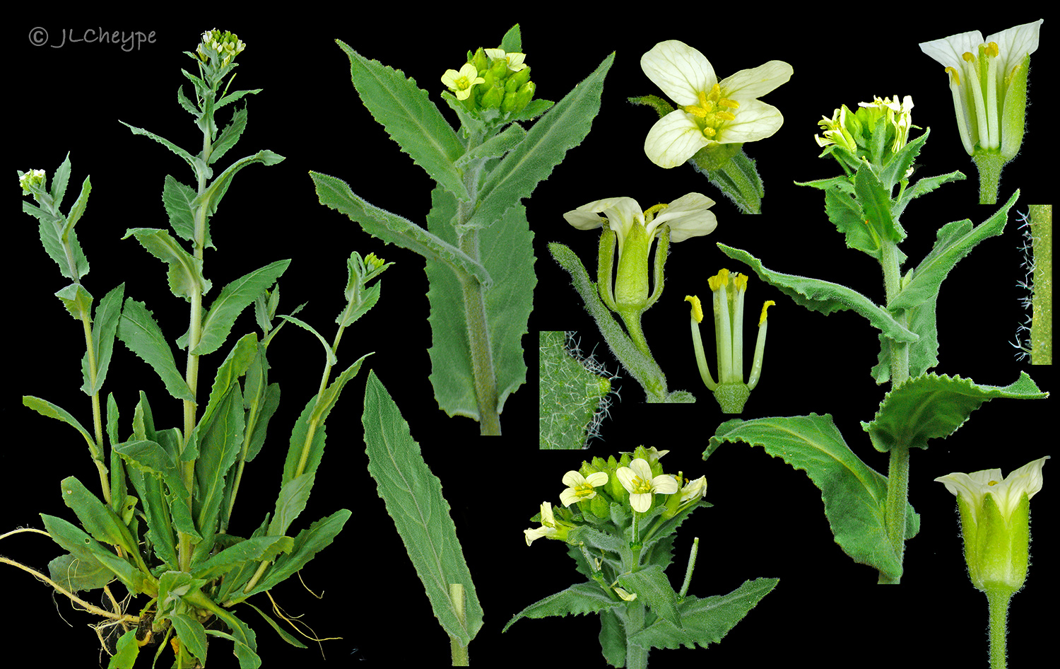 Annexe Pseudoturritis turrita.jpg