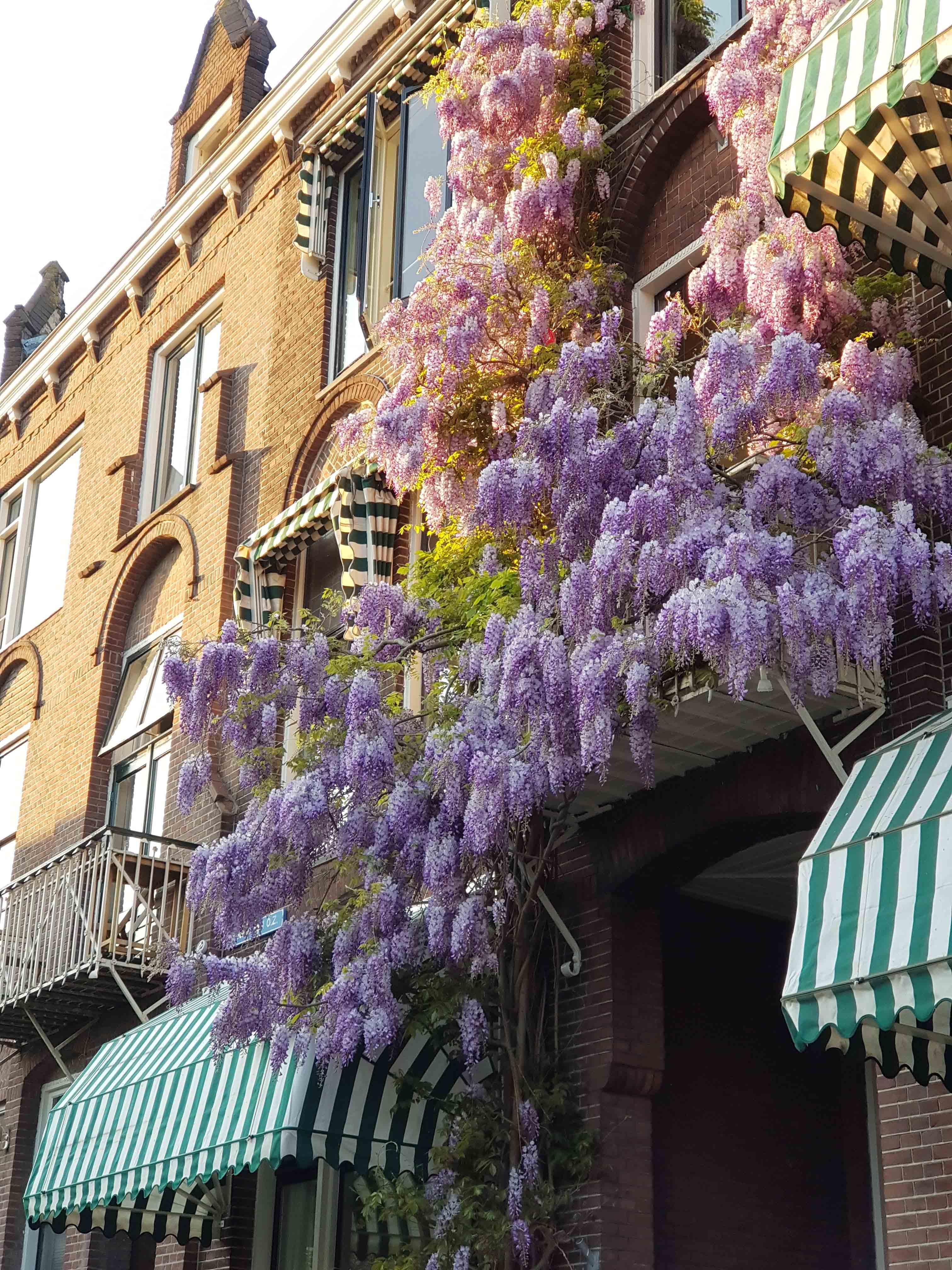 Annexe 20190421_Utrecht_Elodie Bétard2_copie.jpg