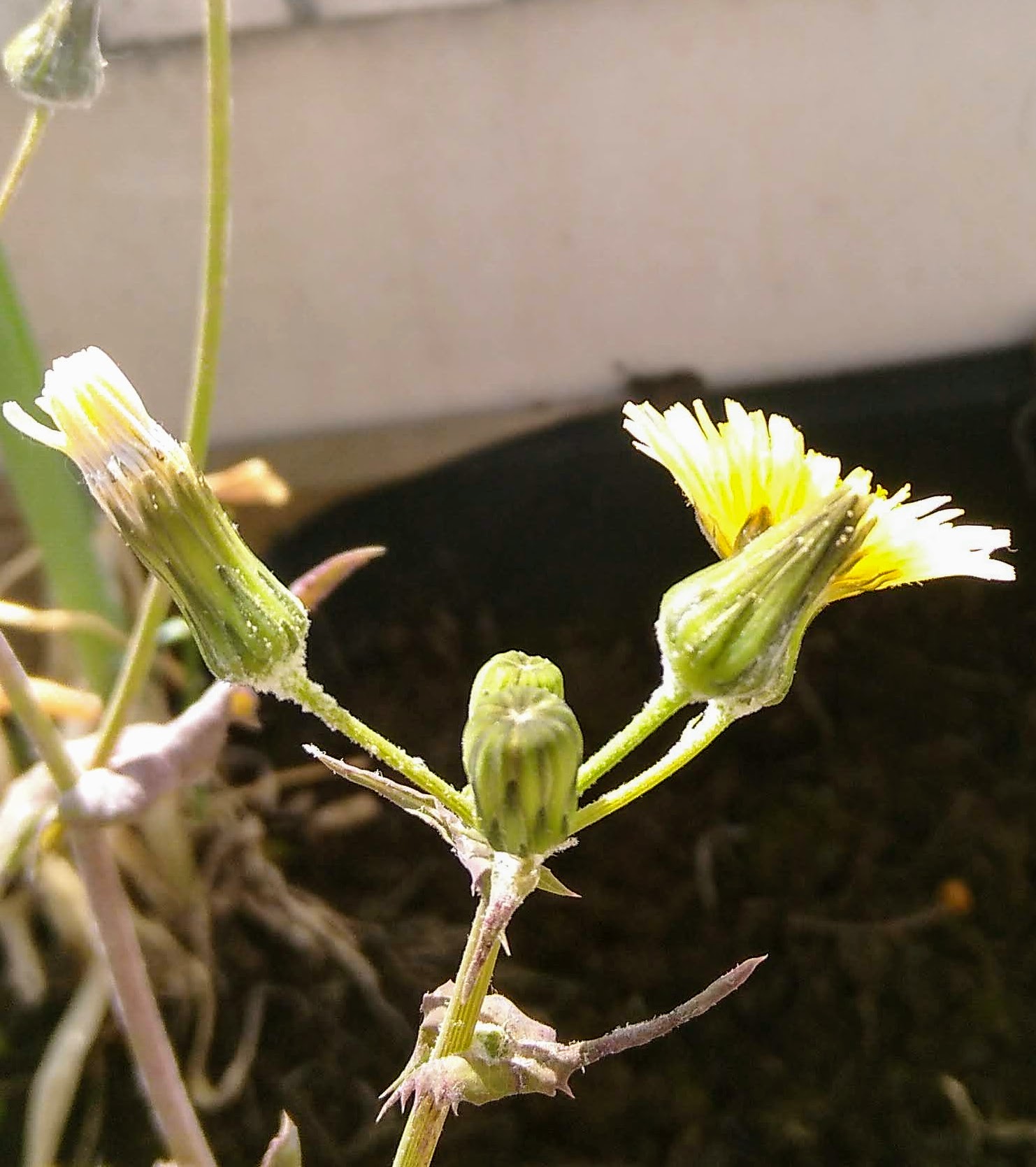 Annexe BOURGEON PISSENLIT.jpg