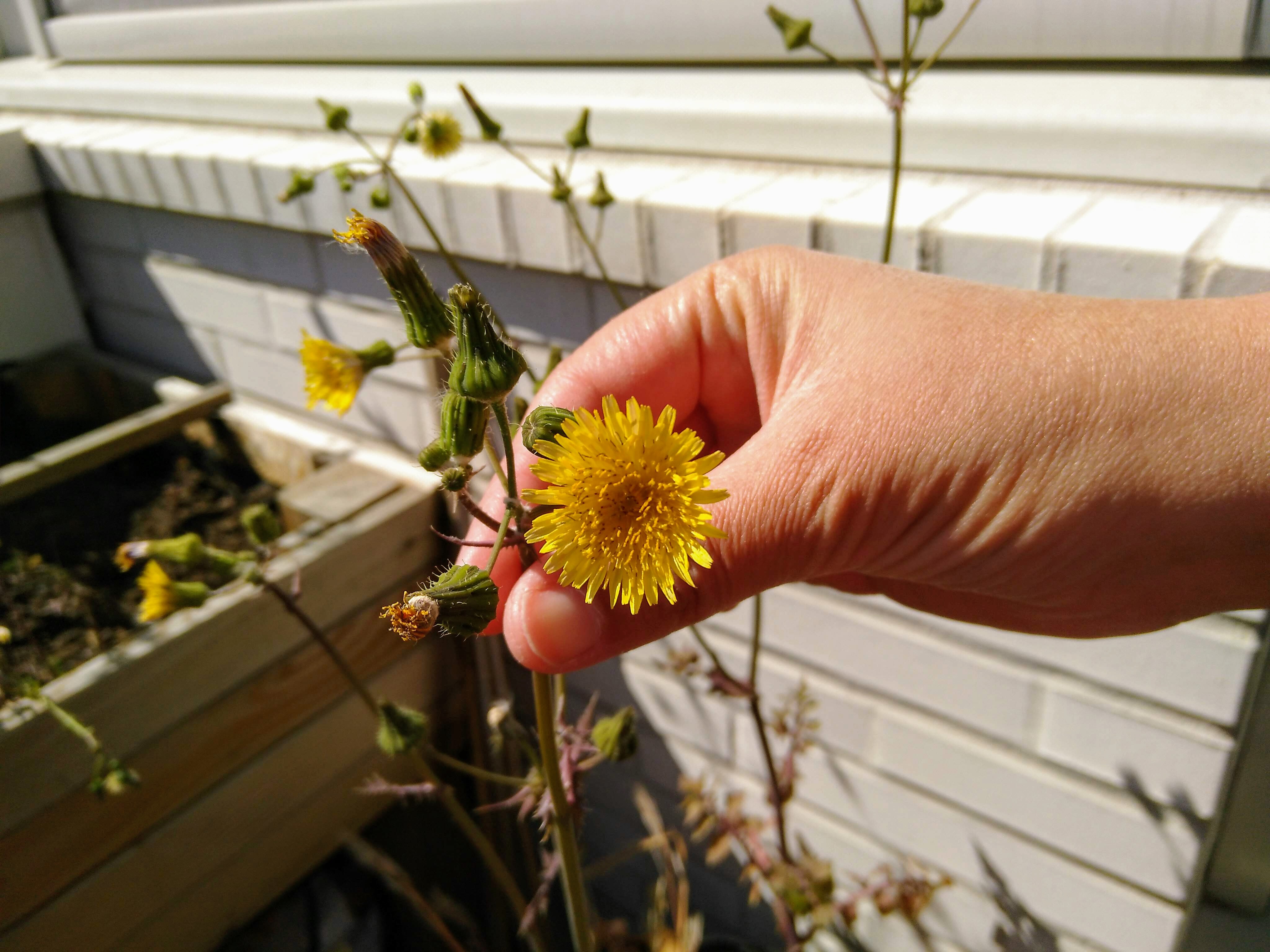 Annexe PISSENLIT.jpg