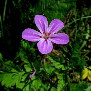 Annexe fleur  Tony Le Huu.png