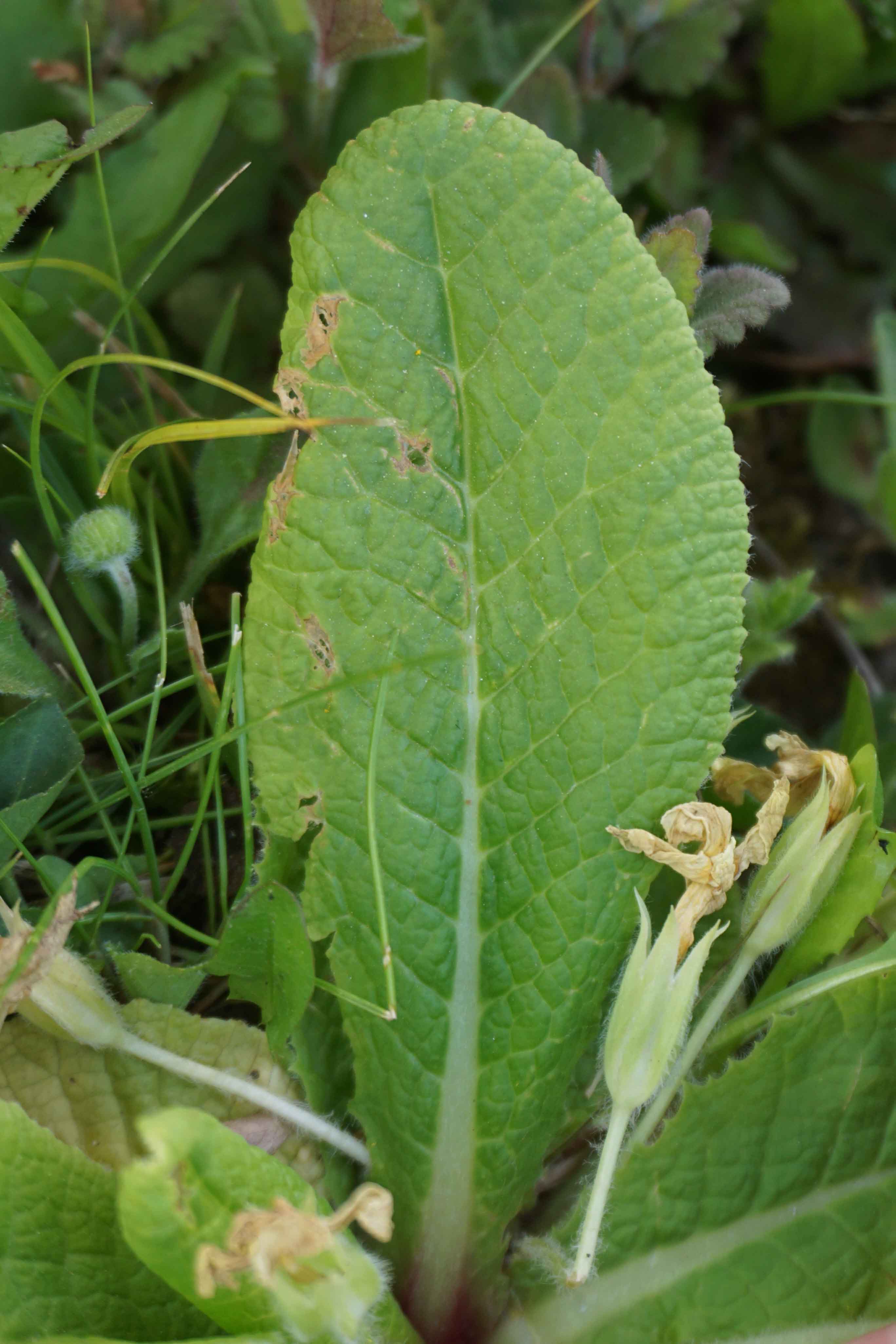 Annexe Primevère Feuille dessus.JPG