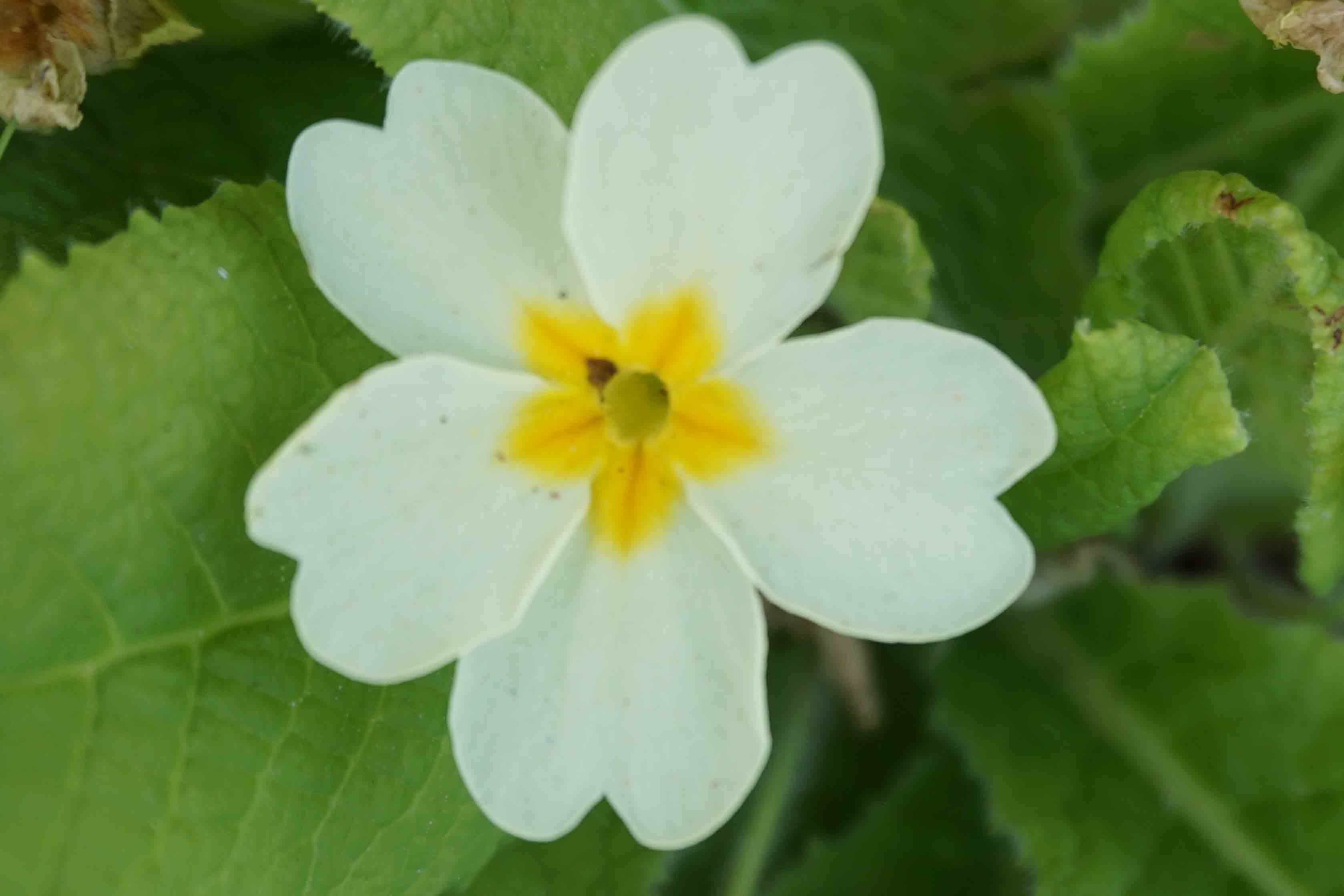 Annexe Primevère Fleur (vue de dessus).jpg