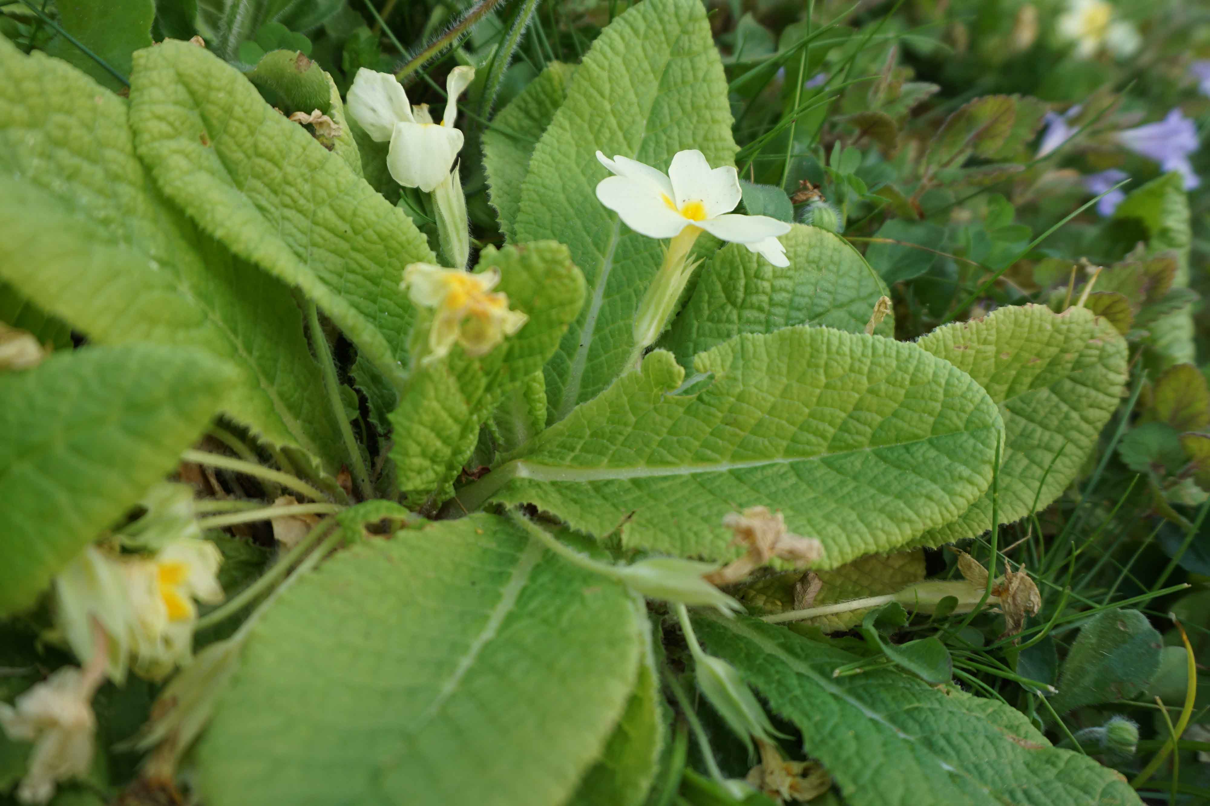 Annexe Primevère Vue globale.jpg