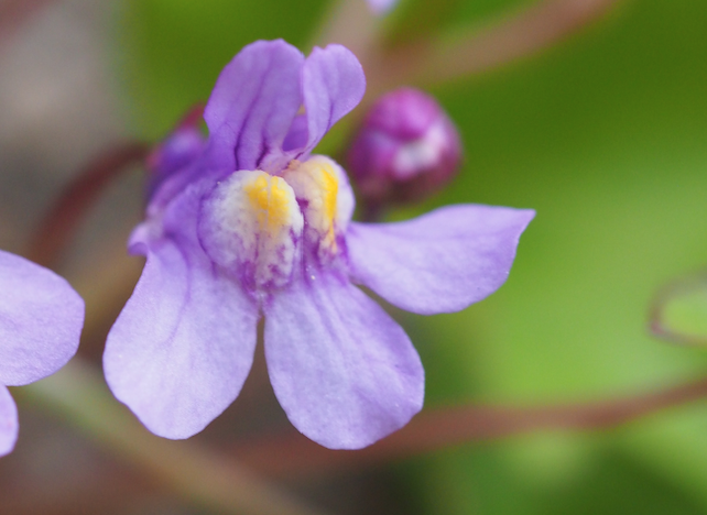 Annexe Screenshot 2020-04-14 15.52.58.png