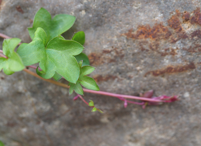 Annexe Screenshot 2020-04-14 15.53.33.png