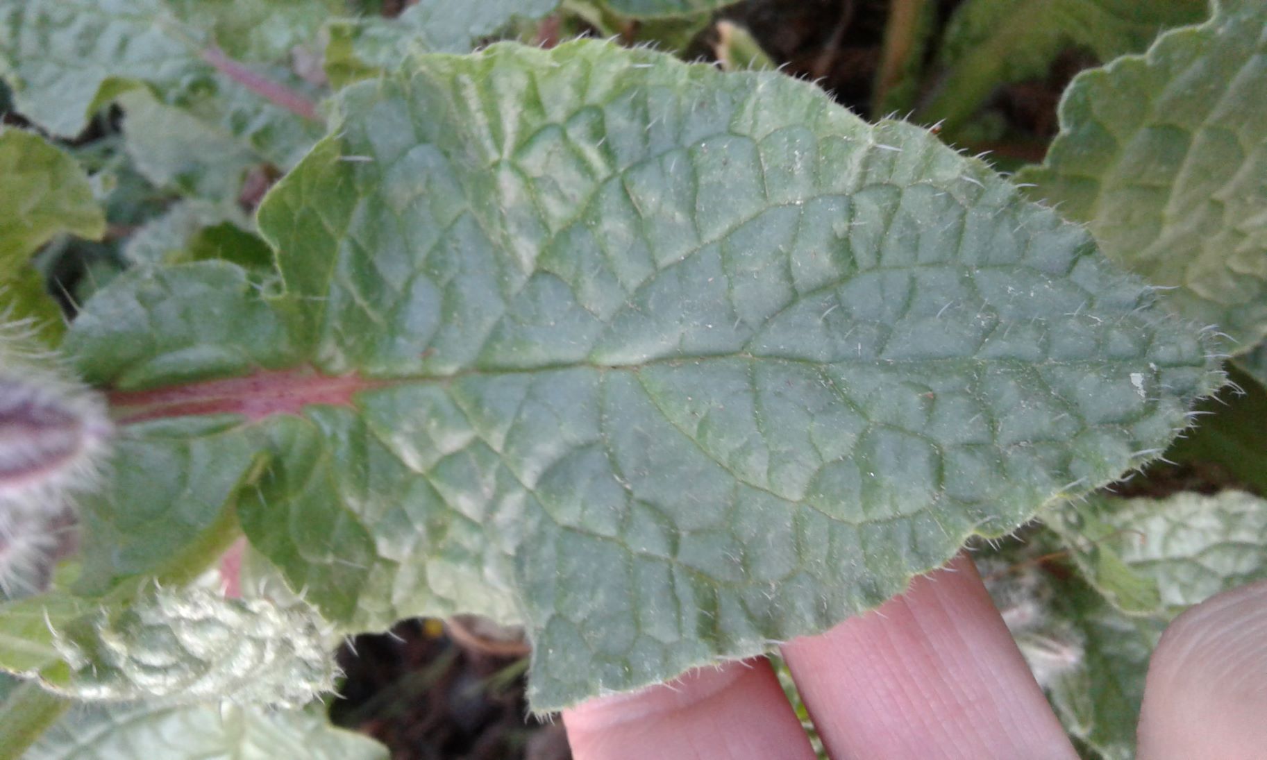 Annexe feuille bourrache.jpg