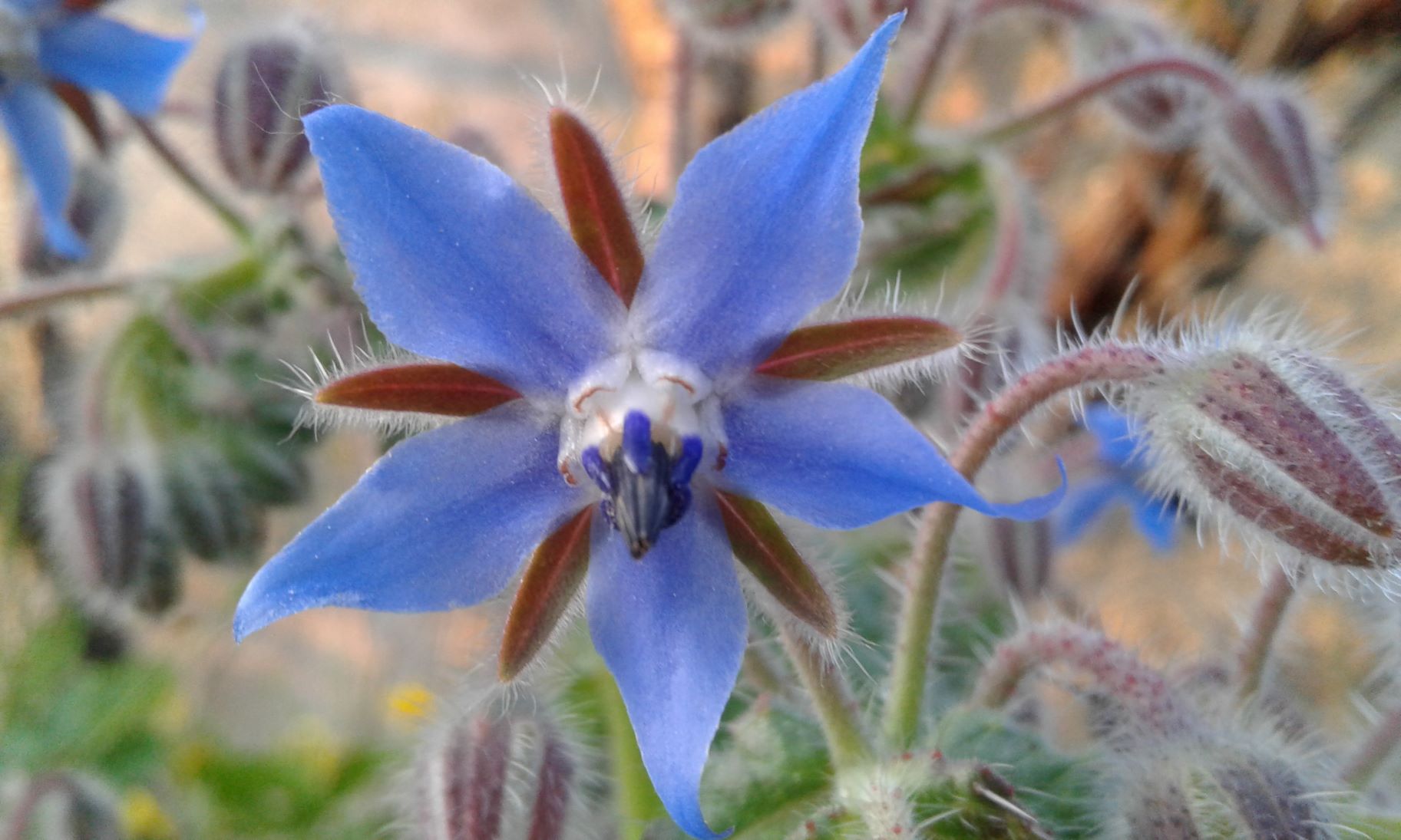 Annexe fleur de bourrache.jpg