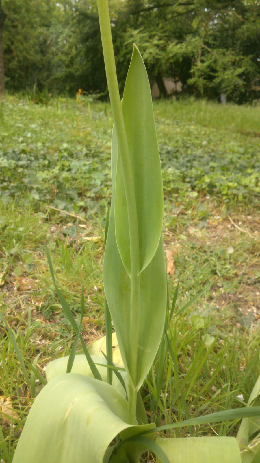 Annexe WhatsApp Image 2020-04-13 at 16.47.07.jpeg