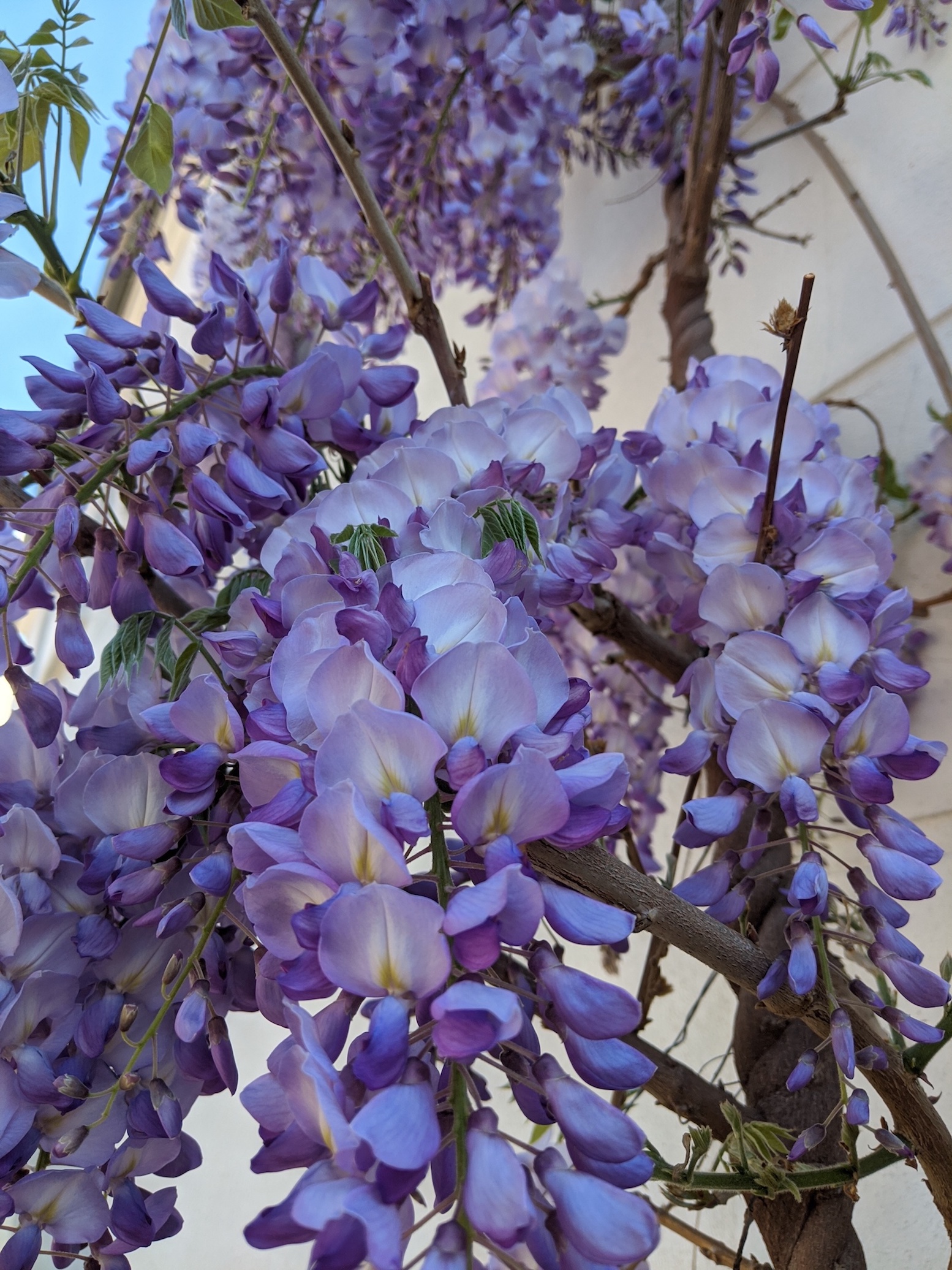 Annexe IMG_20200414_114153.jpg