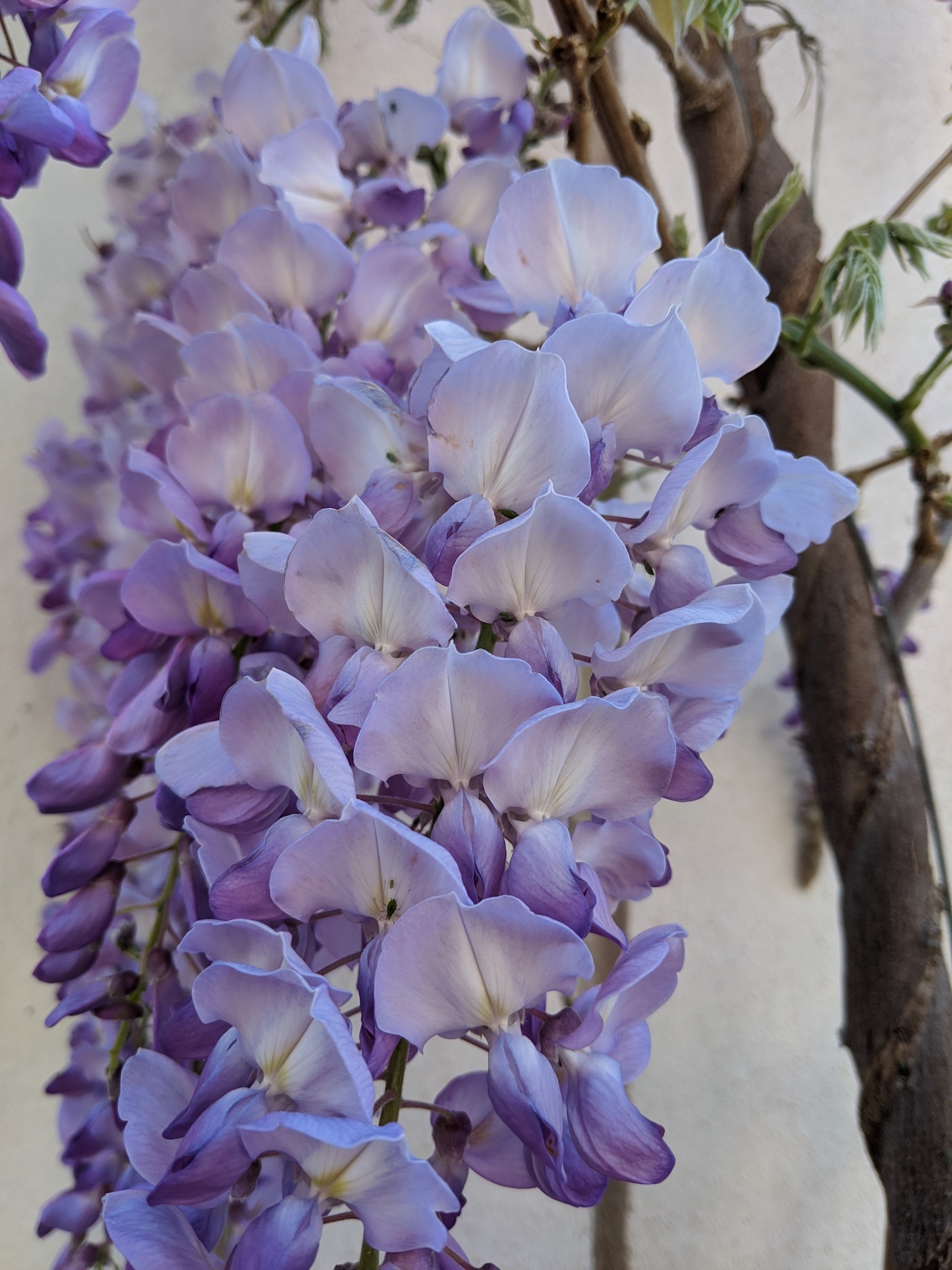 Annexe IMG_20200414_114330.jpg