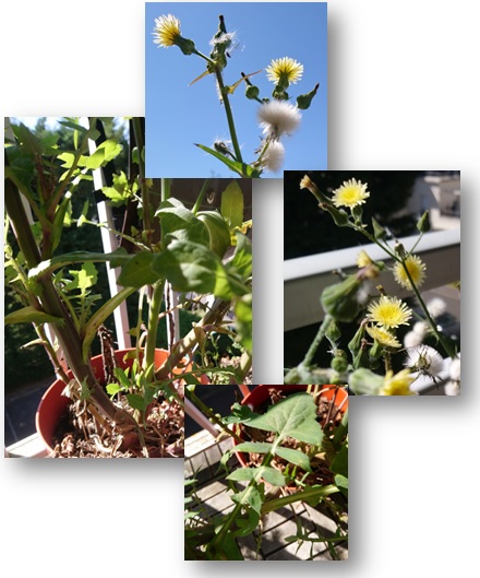 Annexe Le laiteron.jpg