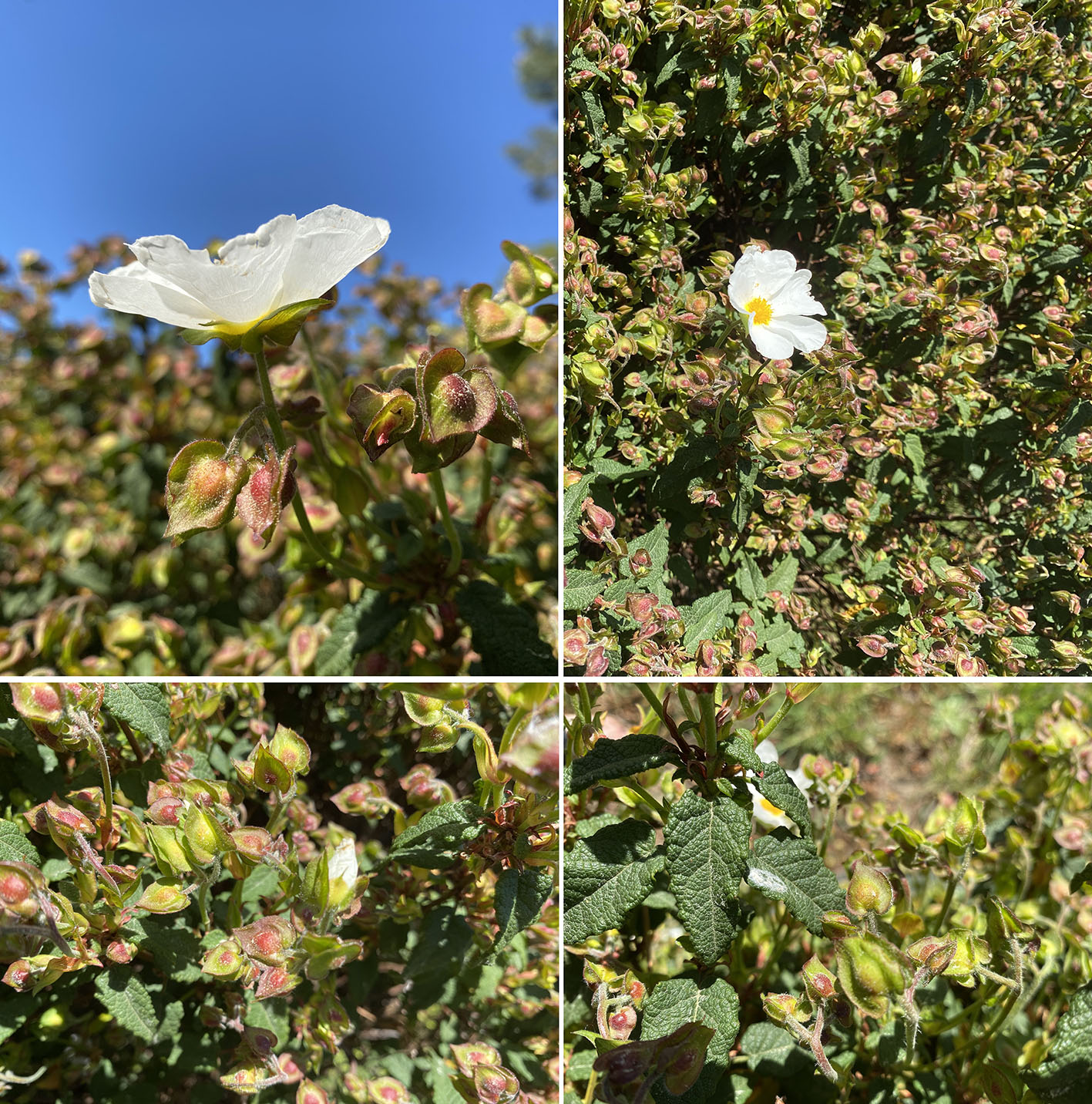 Annexe Cistus Salviifolius.jpg