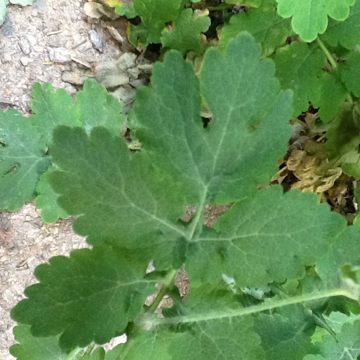 Annexe Chélidoine 2.jpeg