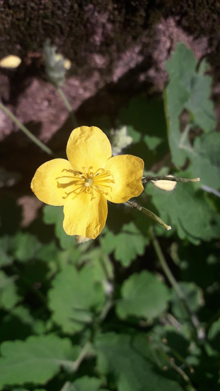 Annexe Chélidoine 3bis.jpeg