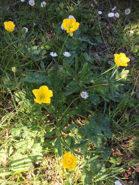 Annexe 1 vue densemble.JPG