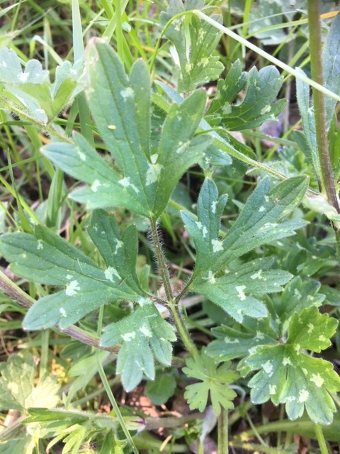 Annexe 3 feuille.JPG