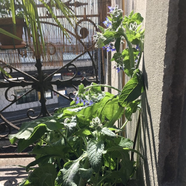 Annexe 2098A5B0-7E4F-4A12-B127-DE64F2565AAE.jpeg