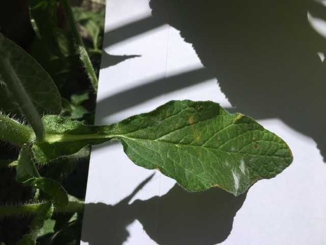 Annexe 8E372D86-9FAF-4692-906F-29C655B36C13.jpeg