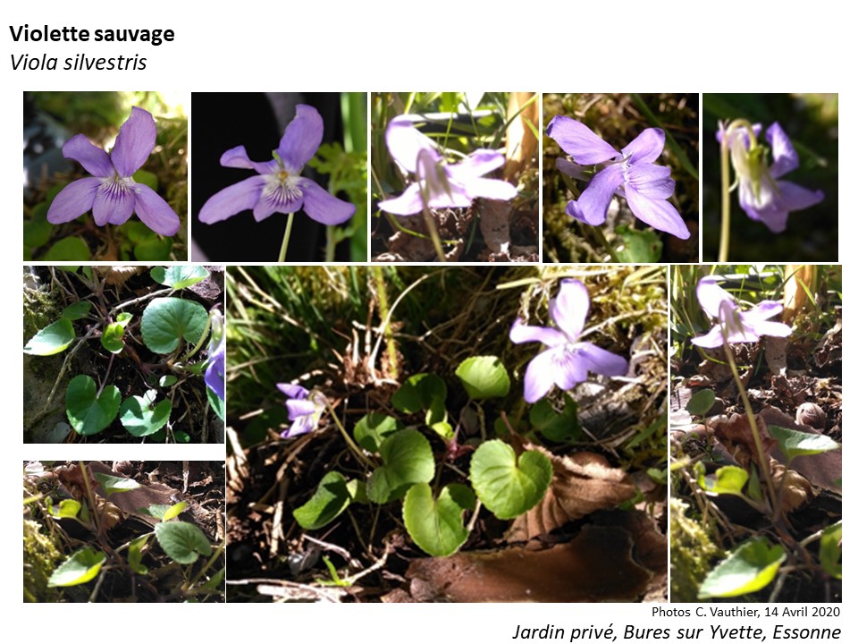 Annexe Activités sem 1 Paparazzi.jpg