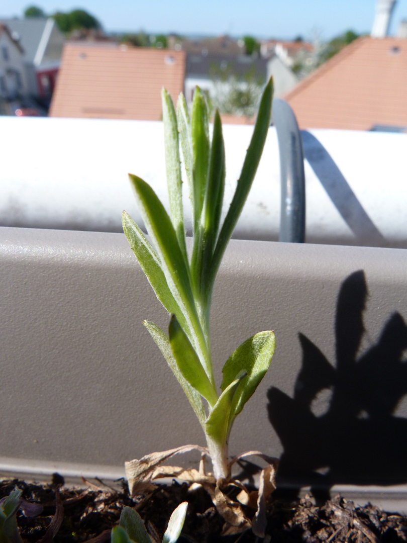 Annexe P1080057b.jpg