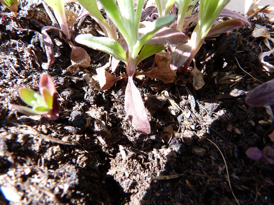 Annexe P1080058b.jpg