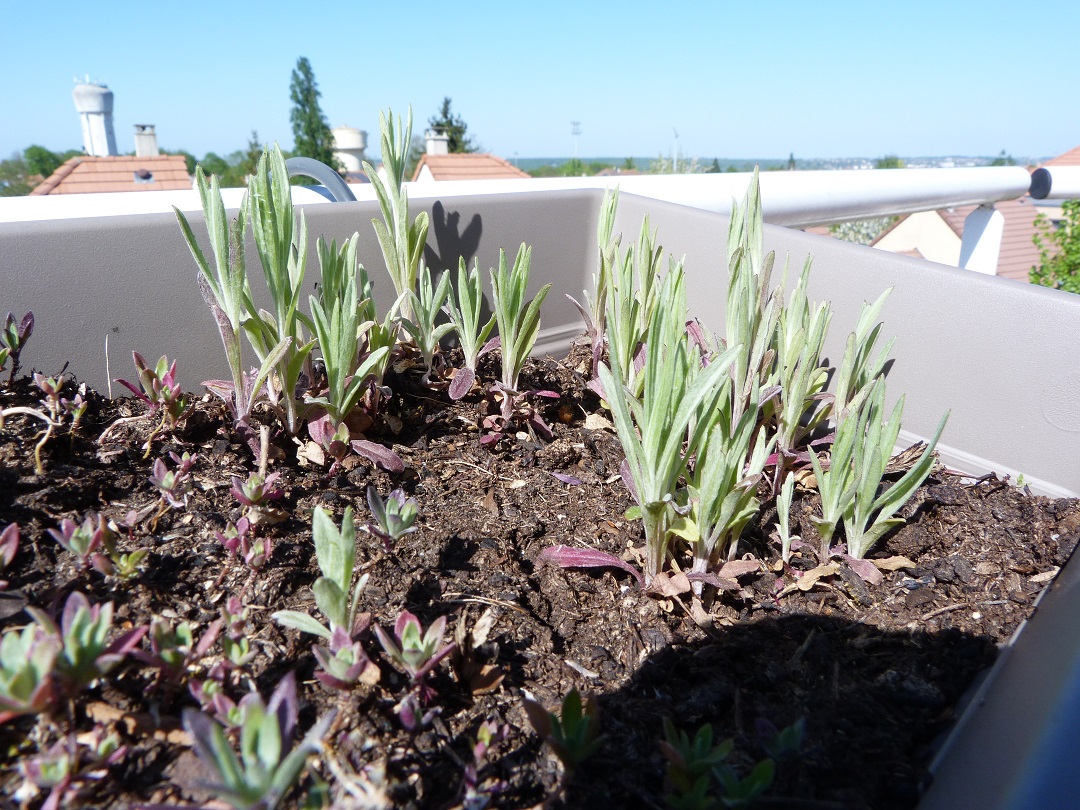 Annexe P1080059b.jpg