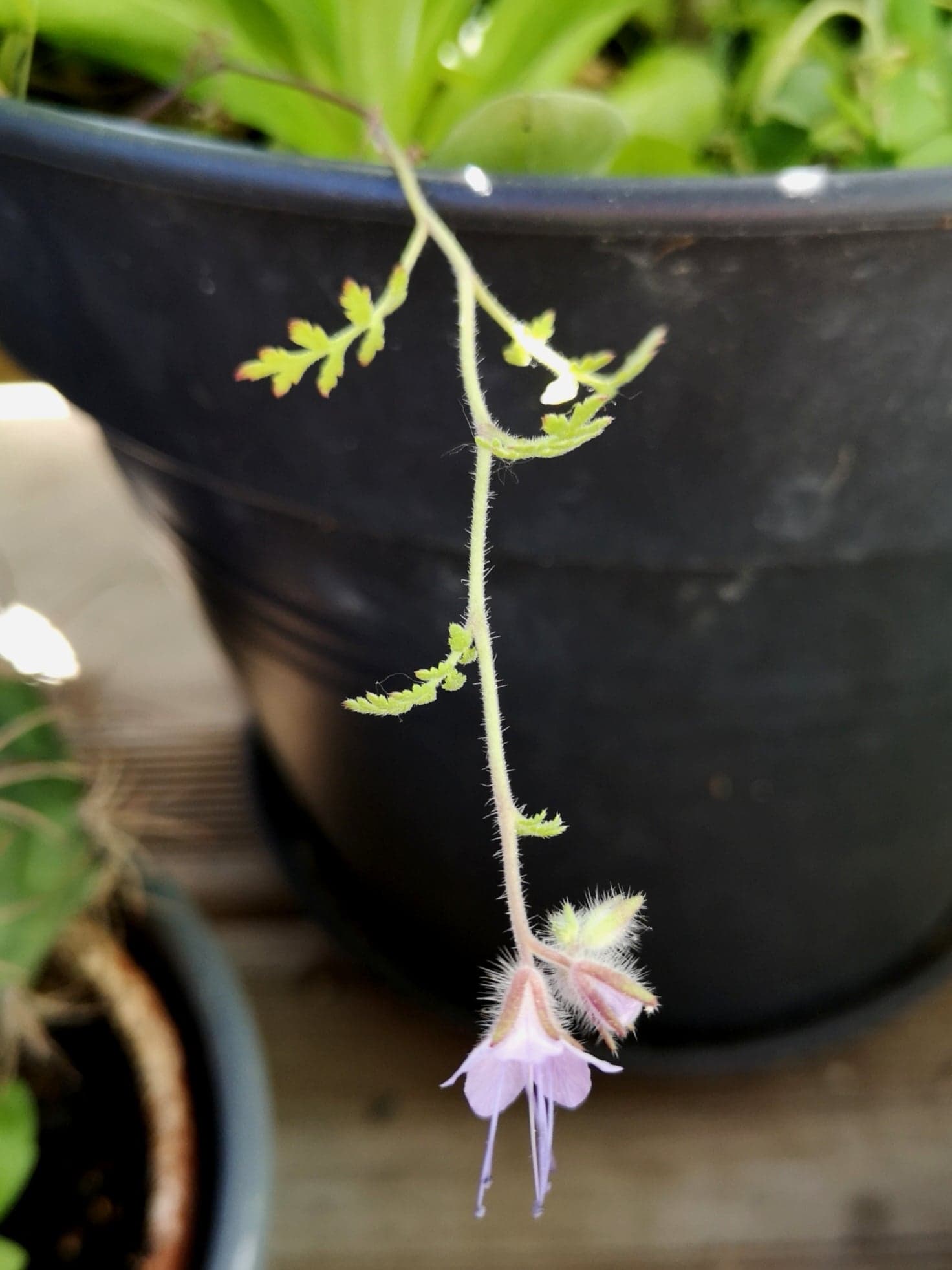 Annexe 2020_Avril_Gironde_FleurDeBalcon3.jpg