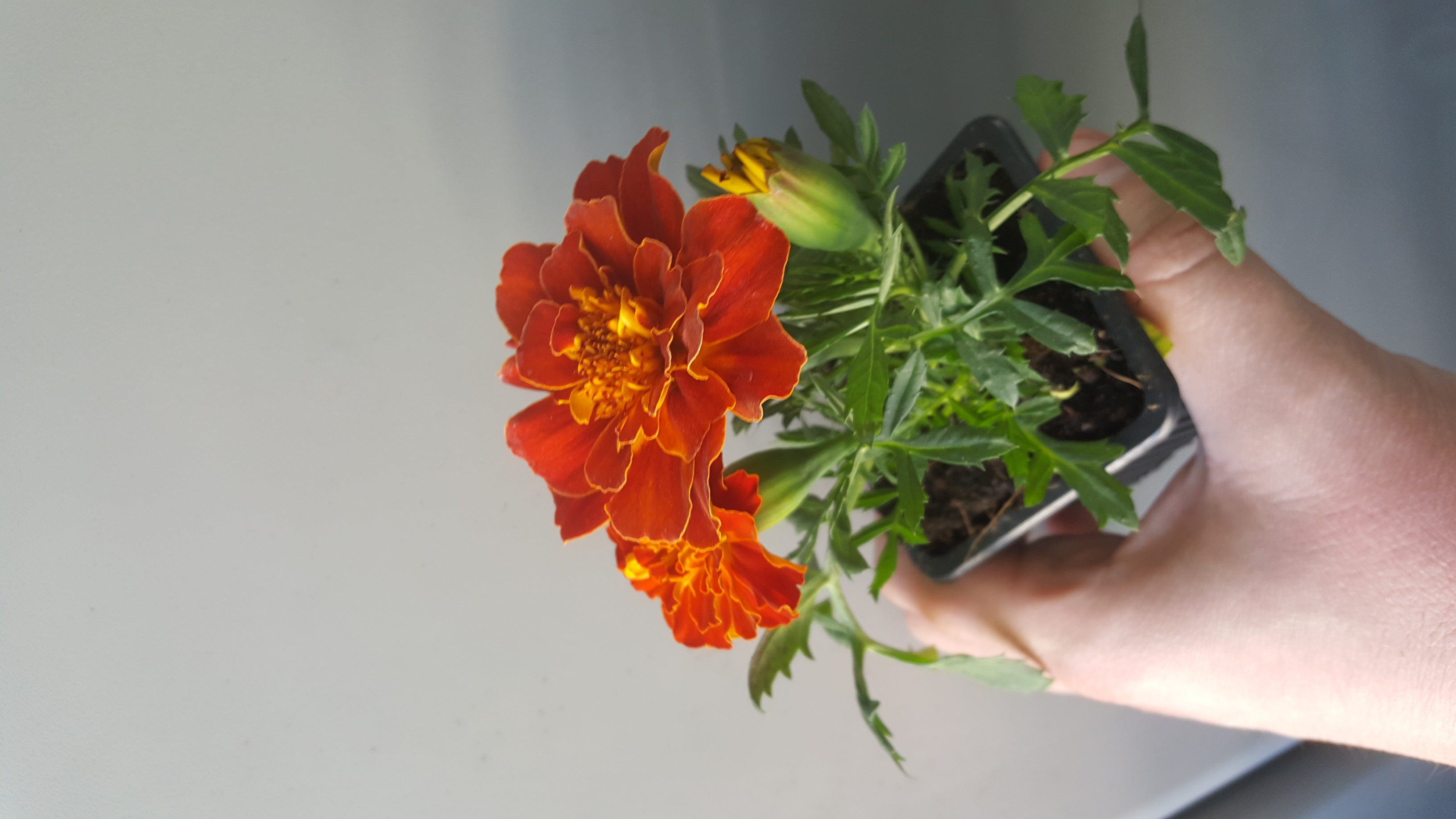 Annexe 20200414_173053[1].jpg