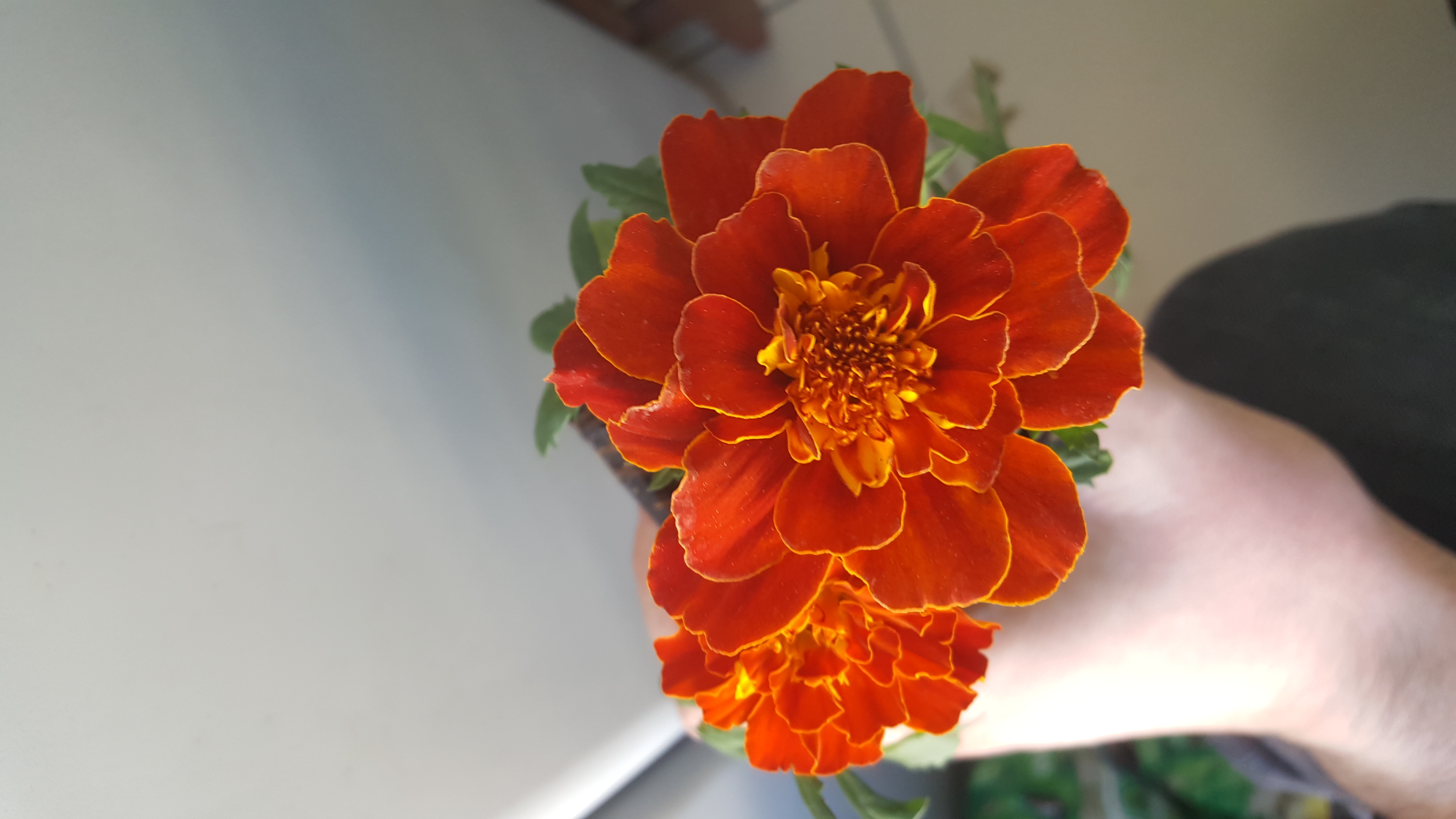 Annexe 20200414_173059[1].jpg