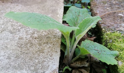 Annexe Végétal 1.jpg