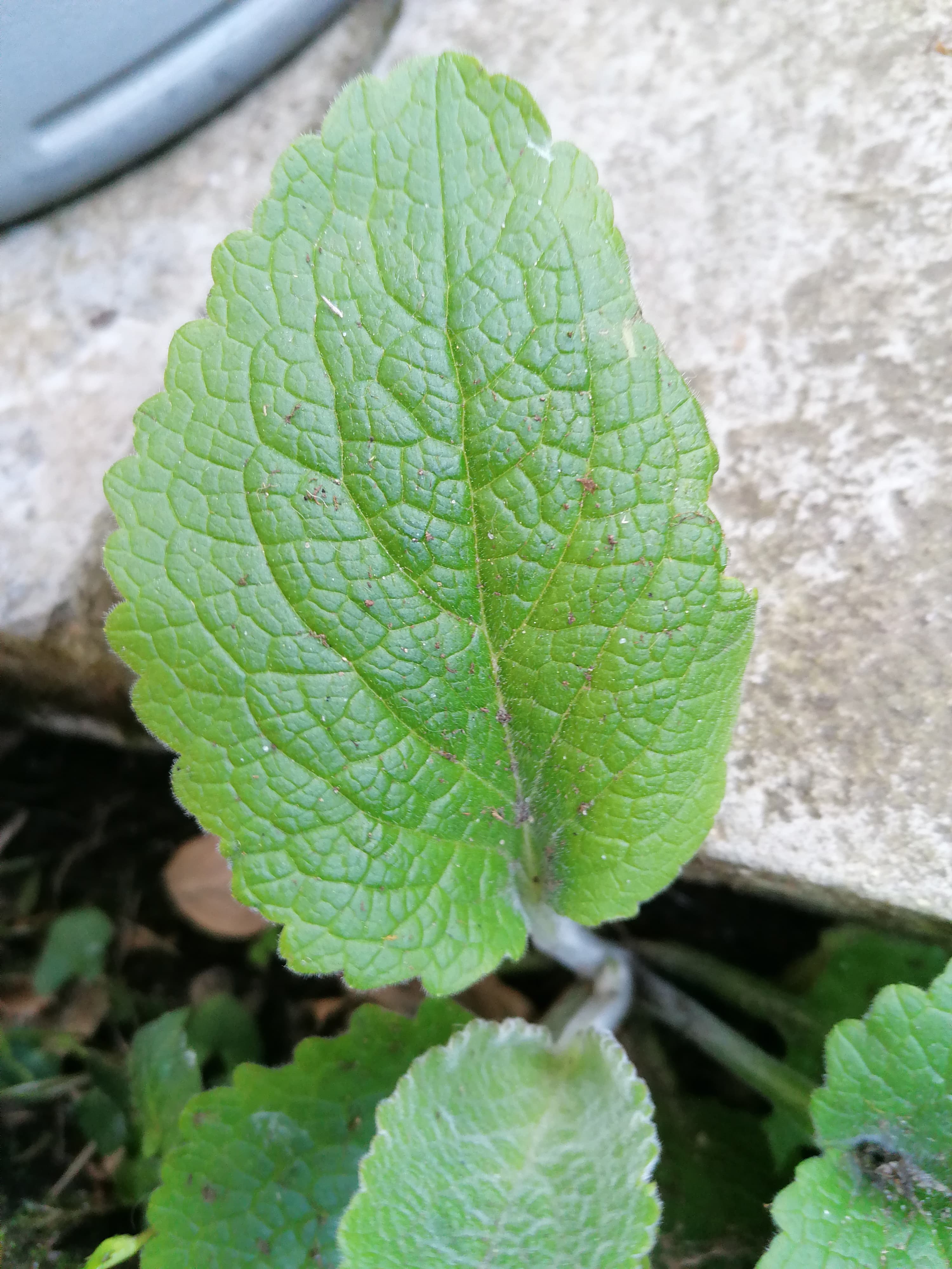 Annexe Végétal 2.jpg