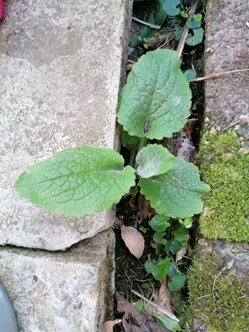 Annexe Végétal 3.jpg